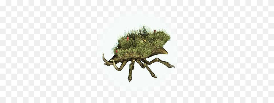 Grass Beetle Bdo Codex, Plate Png Image