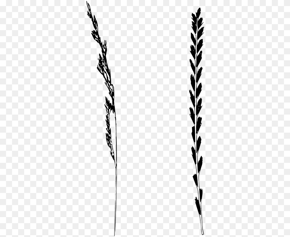 Grass Blade Illustration, Silhouette, Plant, Outdoors, Nature Free Png Download