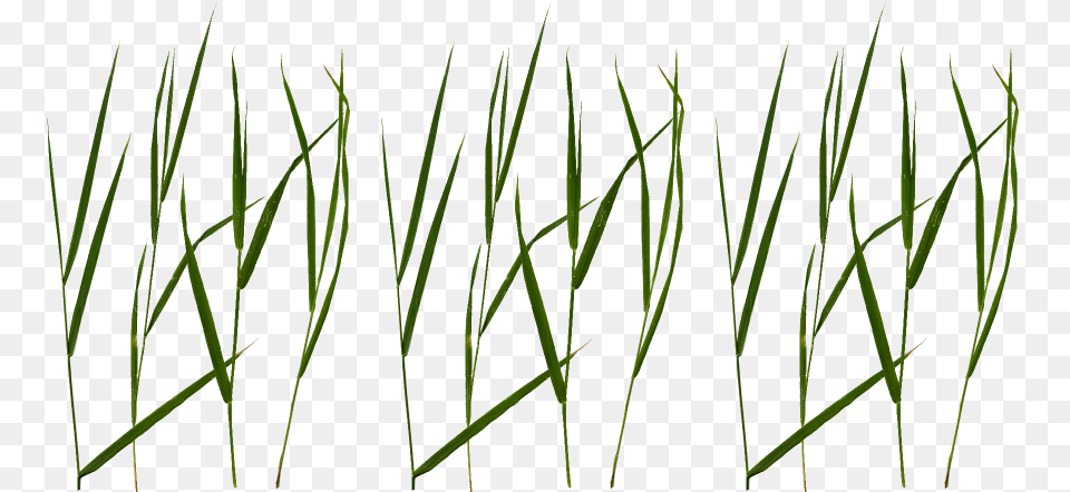 Grass Blade Texture, Art, Plant, Collage, Ice Free Png