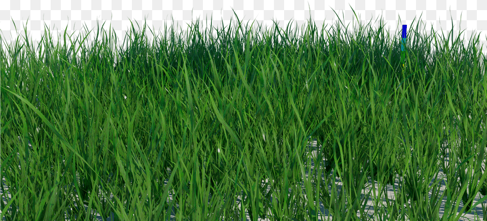 Grass Blade Texture Short Grass Texture, Plant, Vegetation, Lawn, Green Png Image