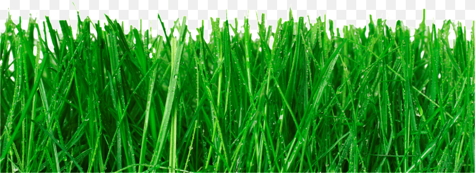 Grass Blades, Lawn, Plant, Vegetation Png Image