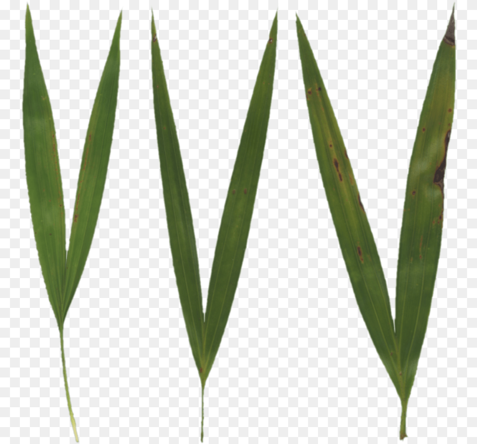 Grass Blades Grass Blade Texture, Leaf, Plant, Tree Png Image