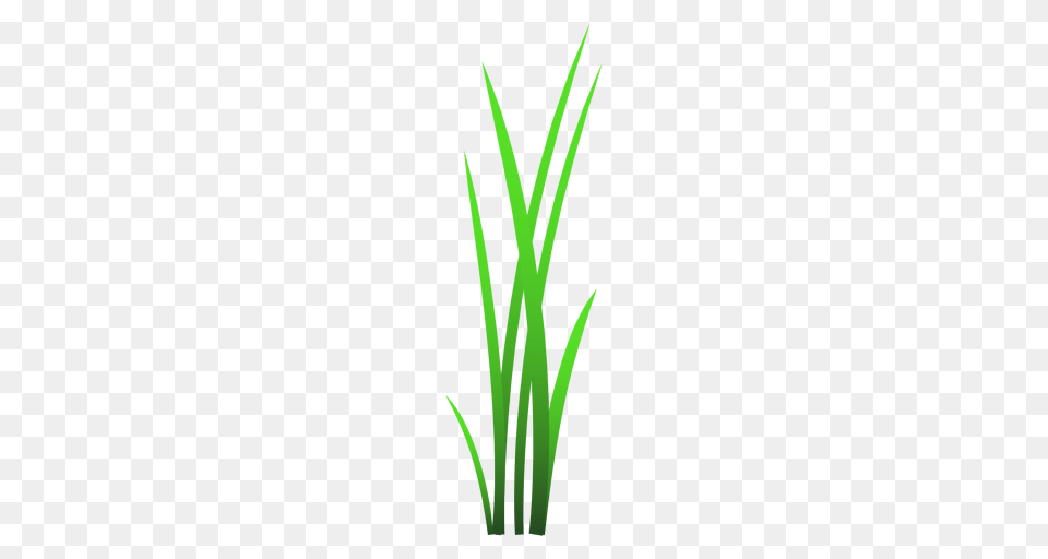 Grass Blades Illustration, Plant, Food, Produce, Leek Png Image