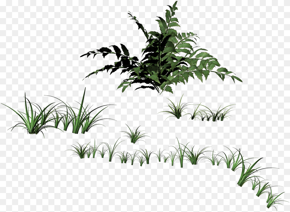 Grass Blades Of Grass Filigree Photo Travinki, Fern, Green, Plant, Potted Plant Free Png