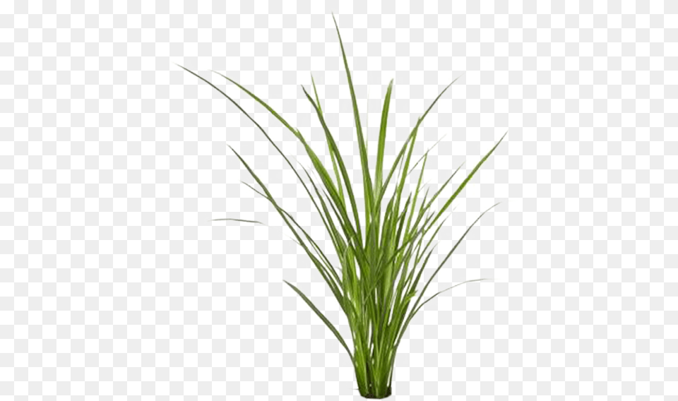 Grass By Gareng Sweet Grass, Plant, Flax, Flower, Potted Plant Png