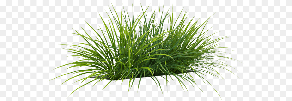 Grass By Gareng Sweet Grass, Plant, Vegetation Free Png Download