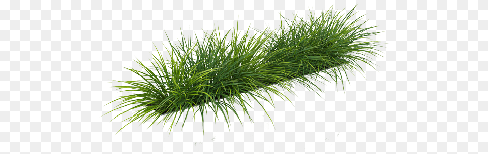 Grass By Gareng Sweet Grass, Conifer, Plant, Tree, Vegetation Free Png Download