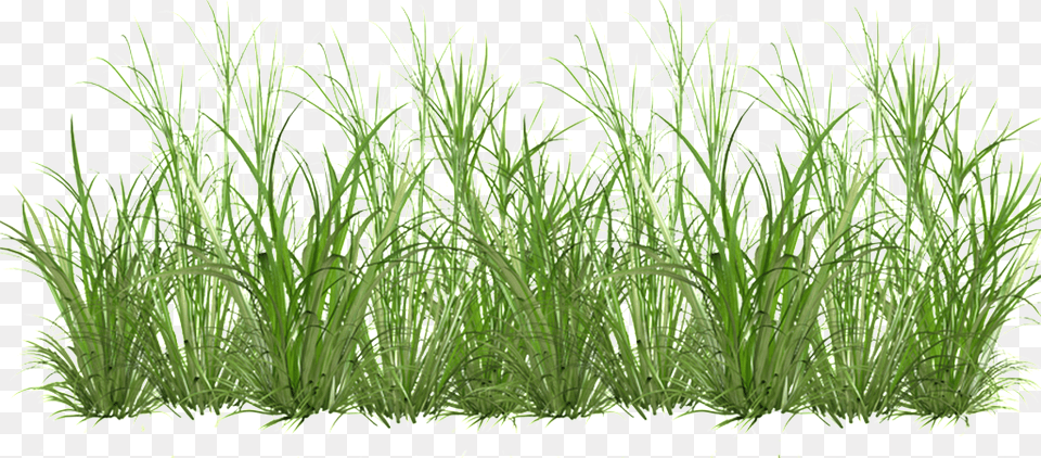 Grass Cartoon Transparent Cartoon Grass Transparent, Plant, Vegetation, Herbal, Herbs Png