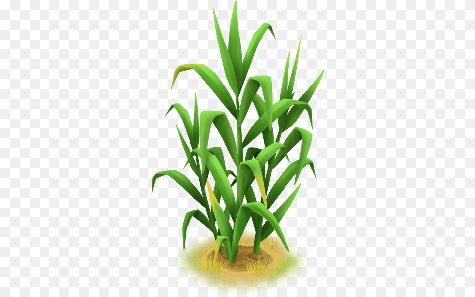 Grass Cb, Aloe, Plant Free Transparent Png