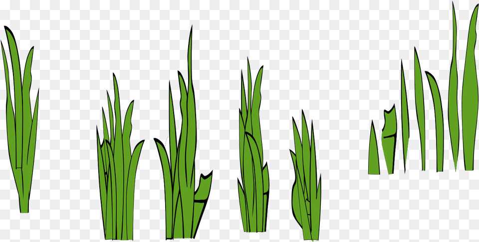 Grass Clip Art, Green, Plant, Vegetation, Aquatic Png Image