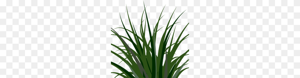 Grass Clip Art, Green, Plant, Vegetation, Agavaceae Free Transparent Png