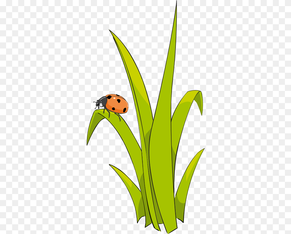 Grass Clip Art Clipart Images Un Brin D Herbe, Leaf, Plant, Animal, Insect Png Image