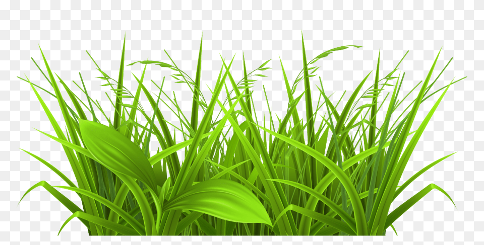Grass Clip Art Green, Plant, Vegetation, Lawn Free Png Download