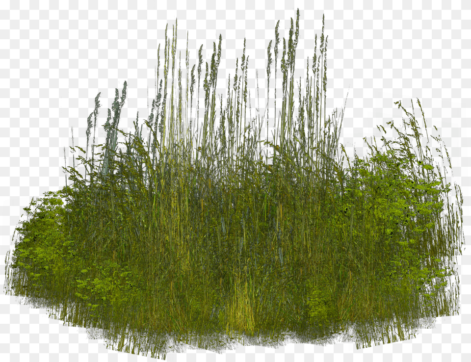 Grass Clip Art Pampas Grass Watermark Invitation, Plant, Reed, Vegetation Png Image