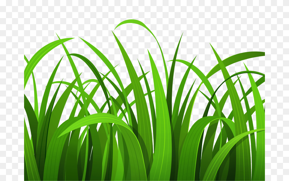 Grass Clip Art Primary Clip Art Clip Art Grasses, Green, Plant, Vegetation, Lawn Free Png Download