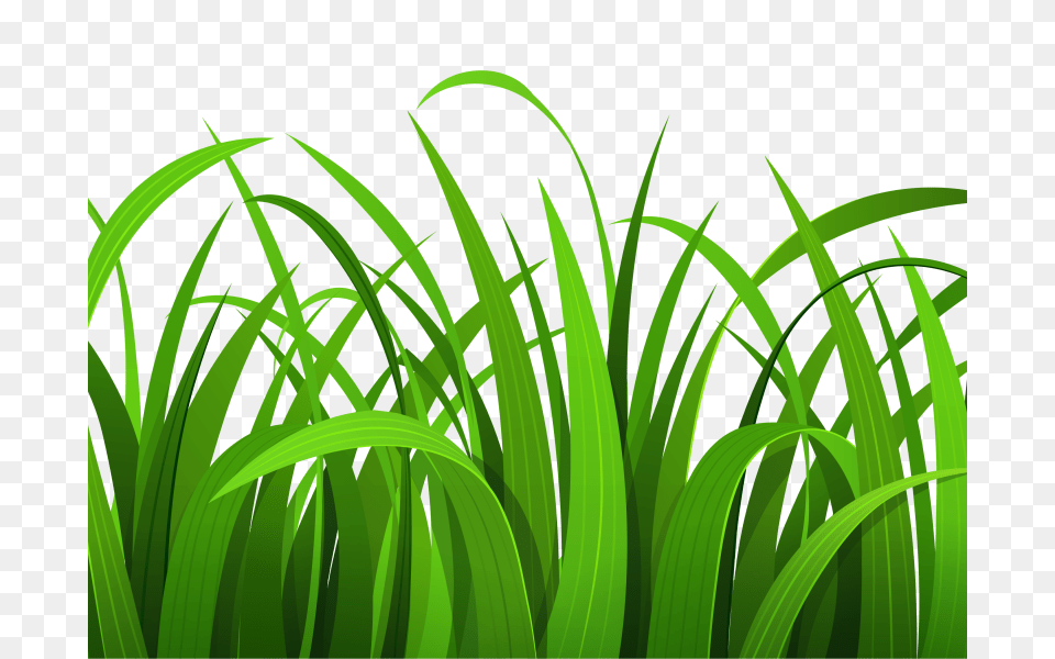 Grass Clipart, Green, Plant, Vegetation, Lawn Png Image