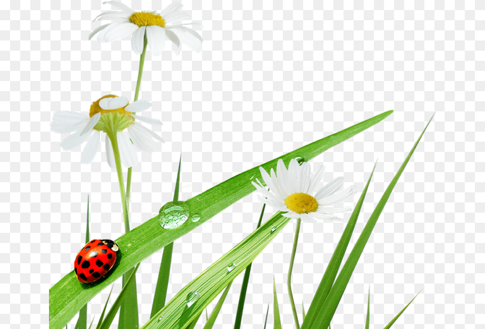 Grass Clipart, Pollen, Plant, Daisy, Flower Free Png