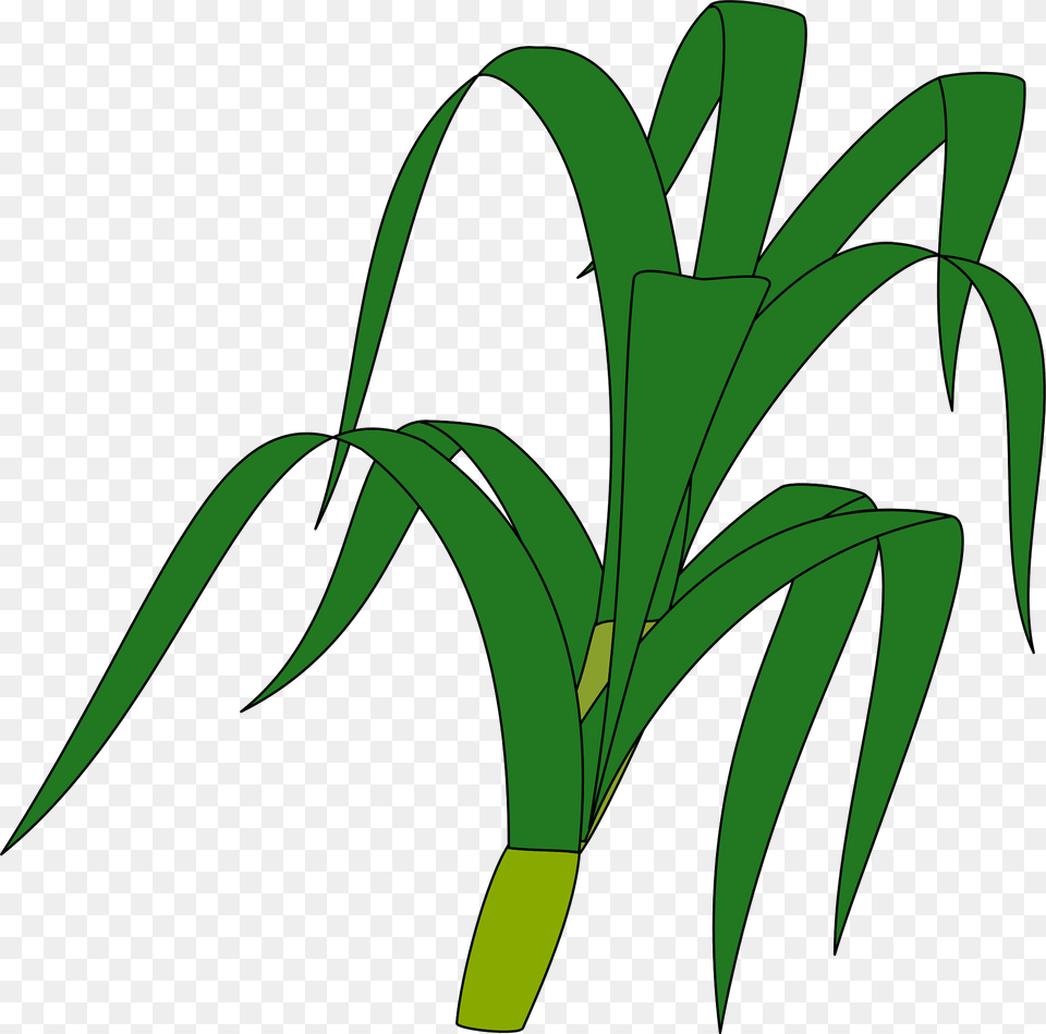 Grass Clipart, Food, Leek, Plant, Produce Png