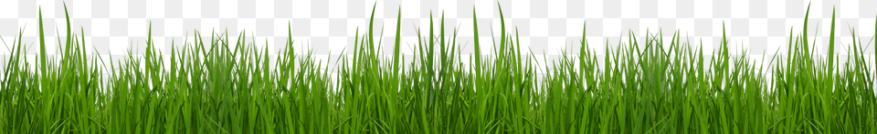 Grass Clipart, Plant, Vegetation, Reed, Land Free Png