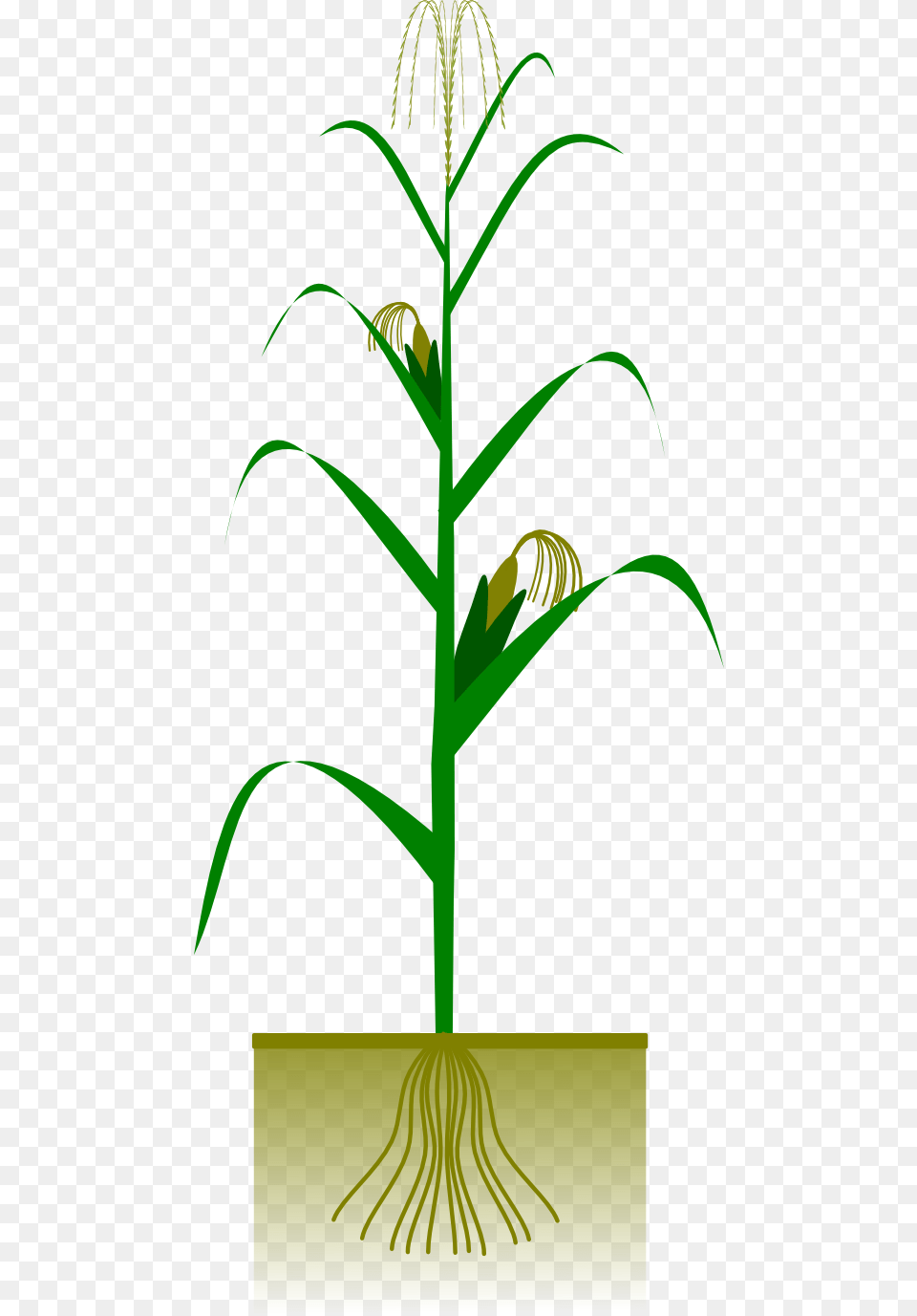 Grass Clipart, Plant, Leaf, Tree, Flower Png Image