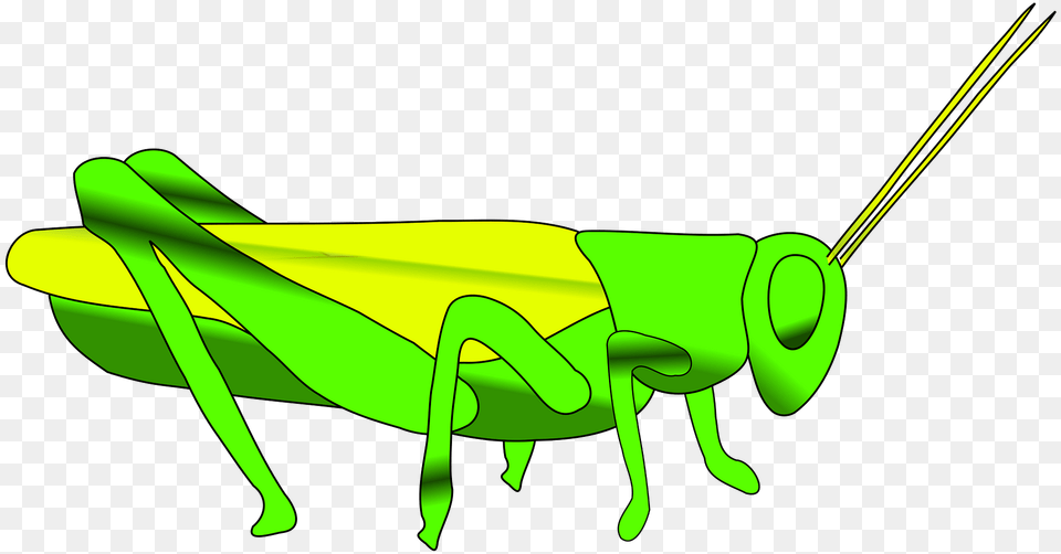 Grass Clipart, Animal, Grasshopper, Insect, Invertebrate Free Png