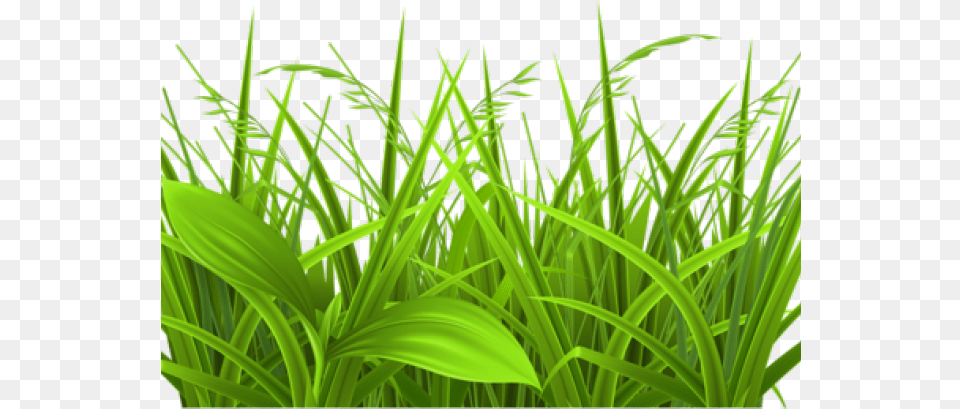 Grass Clipart, Green, Plant, Vegetation, Lawn Free Png