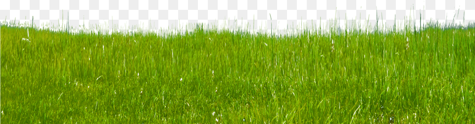 Grass Clipart Clip Art Images Paddy Field, Lawn, Plant, Vegetation, Agropyron Png Image