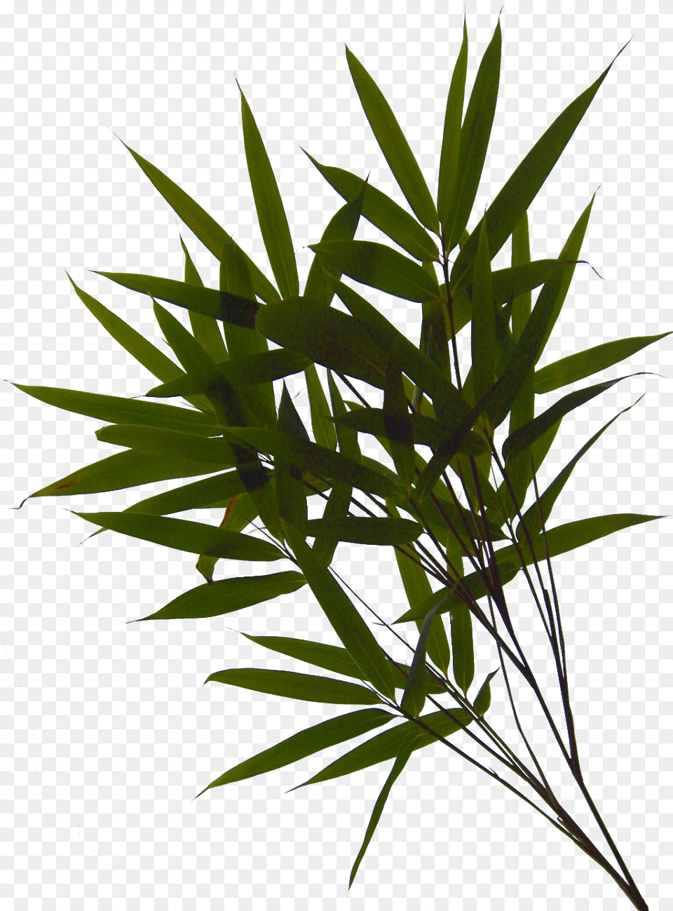 Grass Clipart Grass, Leaf, Plant Free Transparent Png