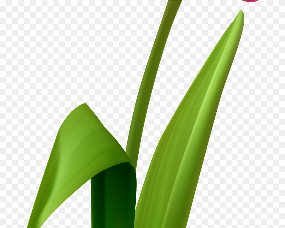 Grass Clipart Grass, Flower, Plant, Leaf, Green Png