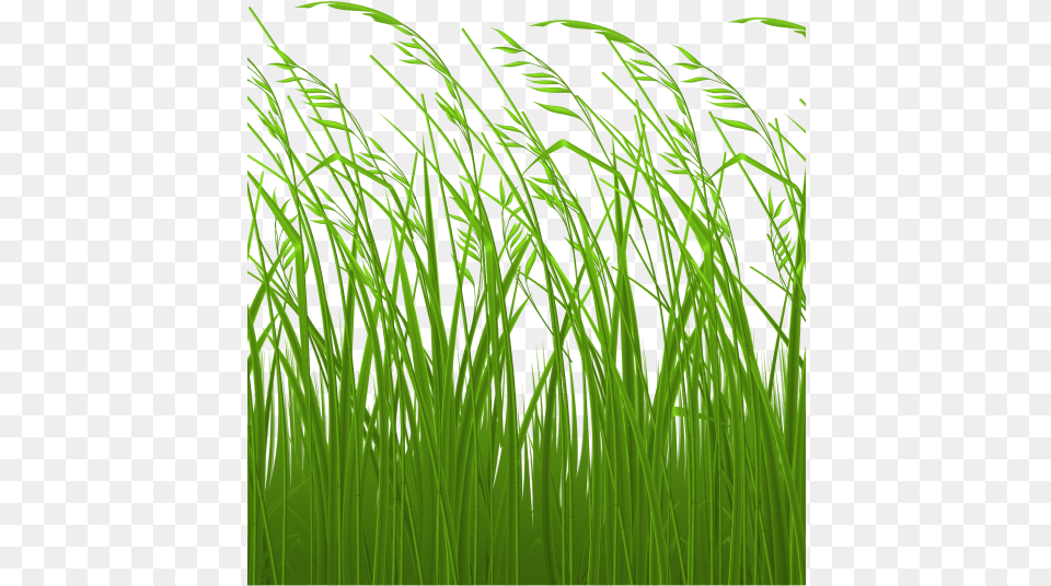 Grass Clipart Logo Tall Grass Clipart, Aquatic, Green, Plant, Water Free Transparent Png