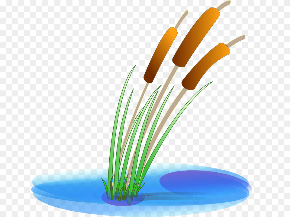 Grass Clipart Pond, Anther, Flower, Plant, Reed Free Png Download