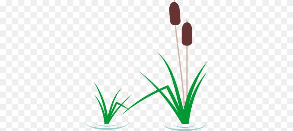 Grass Clipart Pond, Plant, Reed, Flower Png Image