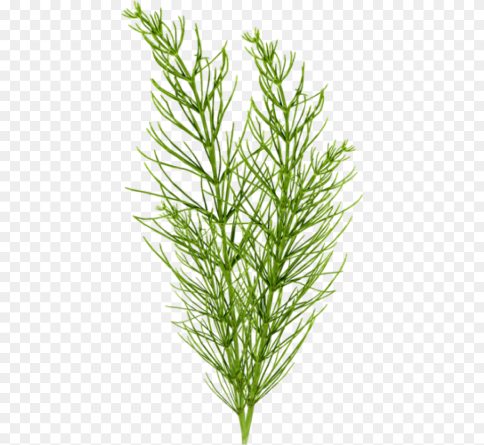Grass Clipart Seaweed Evergreen, Conifer, Moss, Plant, Tree Png Image