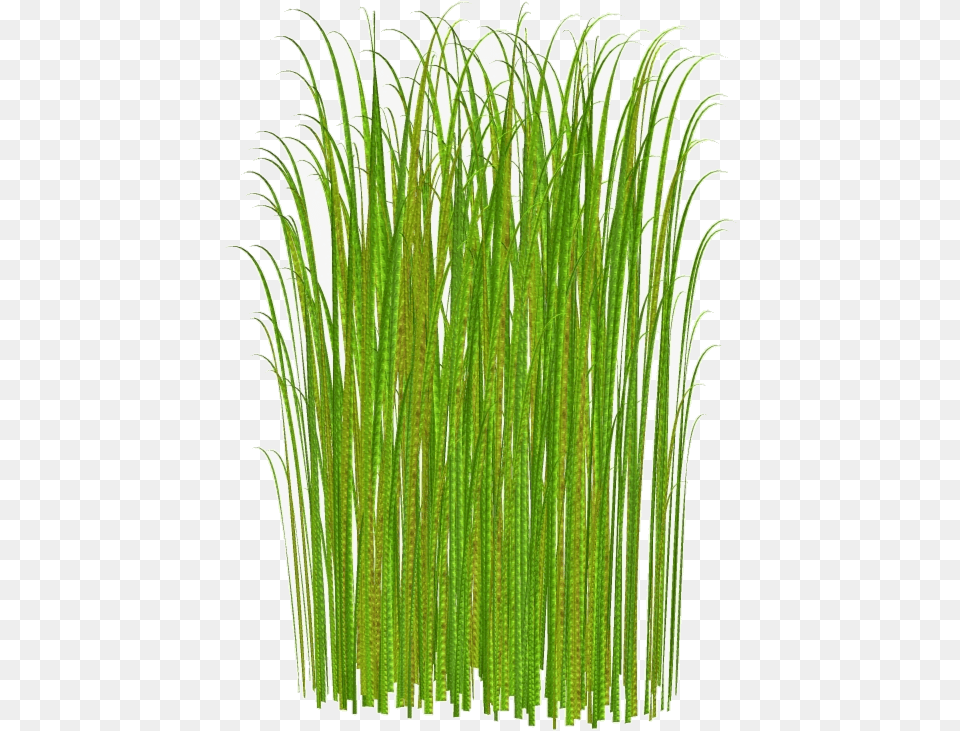 Grass Clipart Transparent Tall No Background Grass Clipart, Aquatic, Plant, Vegetation, Water Png