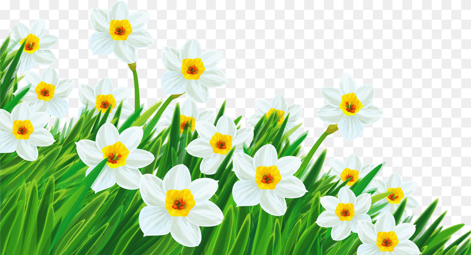 Grass Clipart With No Background Transparent Background Clip Art Flowers, Daffodil, Flower, Plant, Daisy Free Png Download