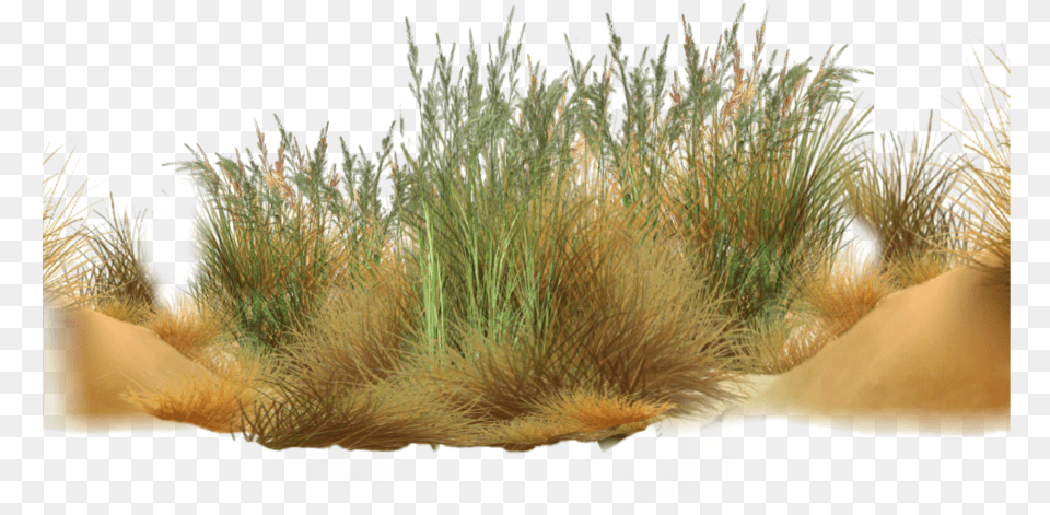 Grass Desert Grass, Plant, Vegetation Free Png