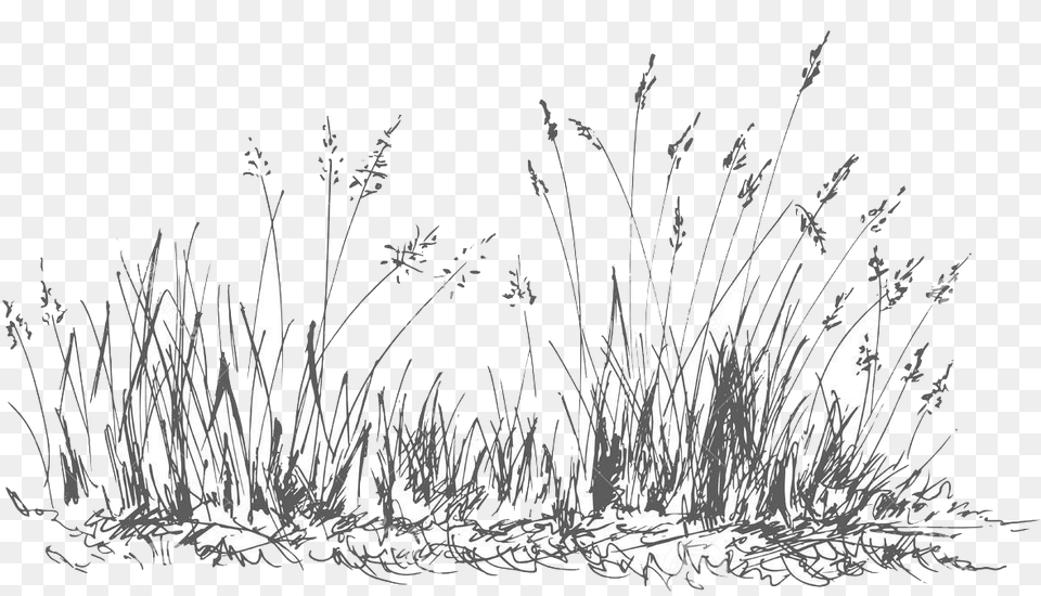 Grass Download Grass, Plant, Reed, Art Free Transparent Png