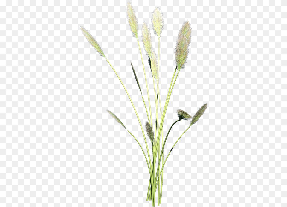 Grass Family, Agropyron, Plant, Reed Free Png Download