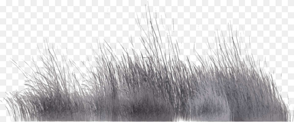 Grass Family Grass Photoshop Grey, Plant, Reed, Nature, Outdoors Free Png