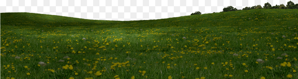 Grass Field Field, Countryside, Outdoors, Nature, Meadow Free Png