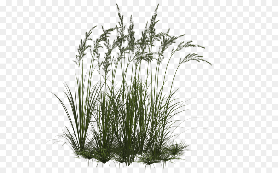 Grass Flower Flowers And Grass, Plant, Reed, Vegetation Free Transparent Png