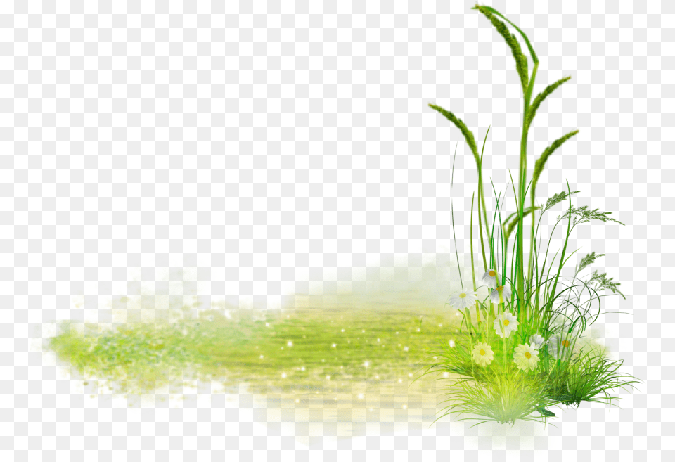 Grass Flower Green Whiteflower Sweet Grass, Aquatic, Plant, Herbs, Herbal Png Image