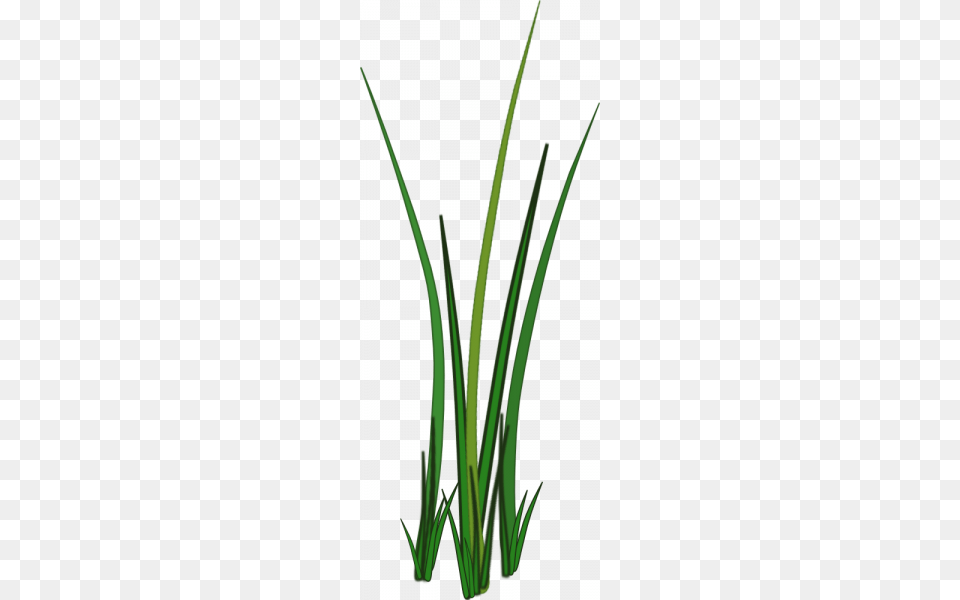 Grass For Tubes, Plant Png