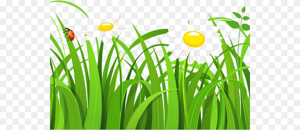 Grass Free Clipart Vector Transparent Grass Clipart, Green, Plant, Vegetation, Flower Png Image