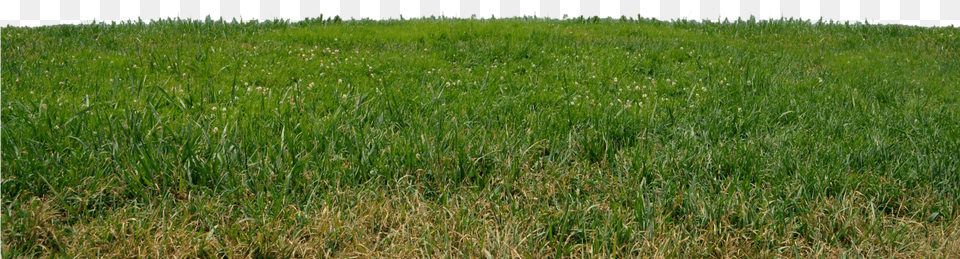 Grass Grass Transparent Lawn, Plant, Vegetation, Field Free Png Download