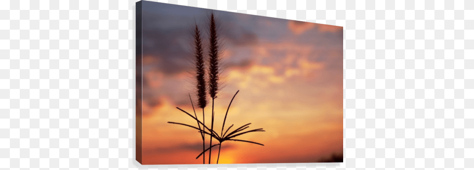 Grass Front Of Sunset Sky Canvas Print Printing, Reed, Plant, Outdoors, Nature Png Image