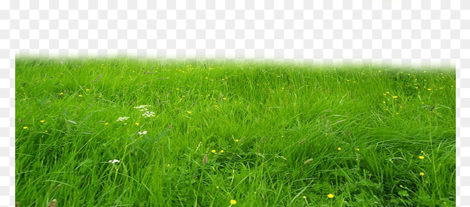 Grass Full Hd, Countryside, Rural, Plant, Outdoors Free Png