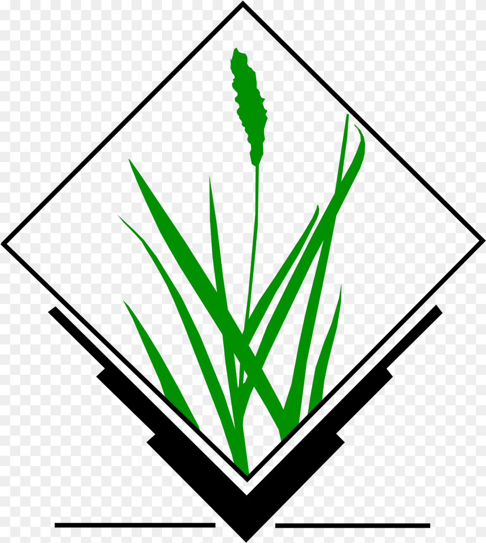 Grass Gis, Plant, Agropyron Free Png
