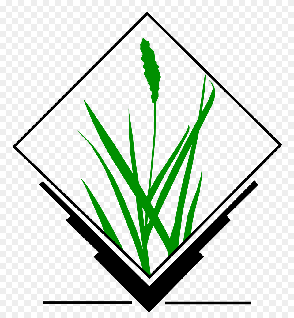 Grass Gis, Plant, Agropyron, Green, Vegetation Png Image