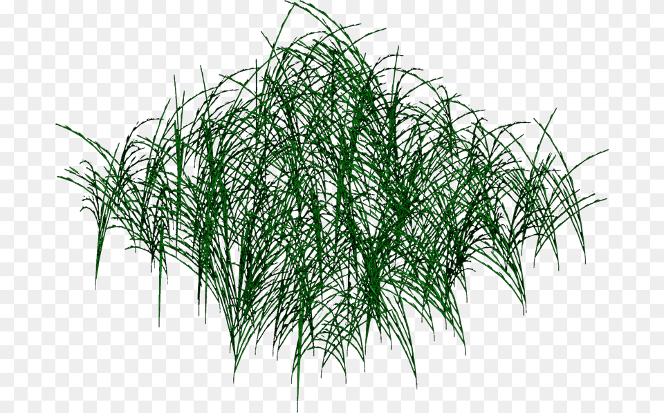 Grass Grass, Green, Plant, Vegetation Free Png Download